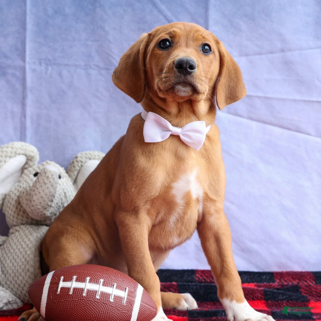 Beagle dogs for sale: Chief - Image 5