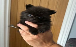 Pomeranian dogs for sale: Lorence - Image 1