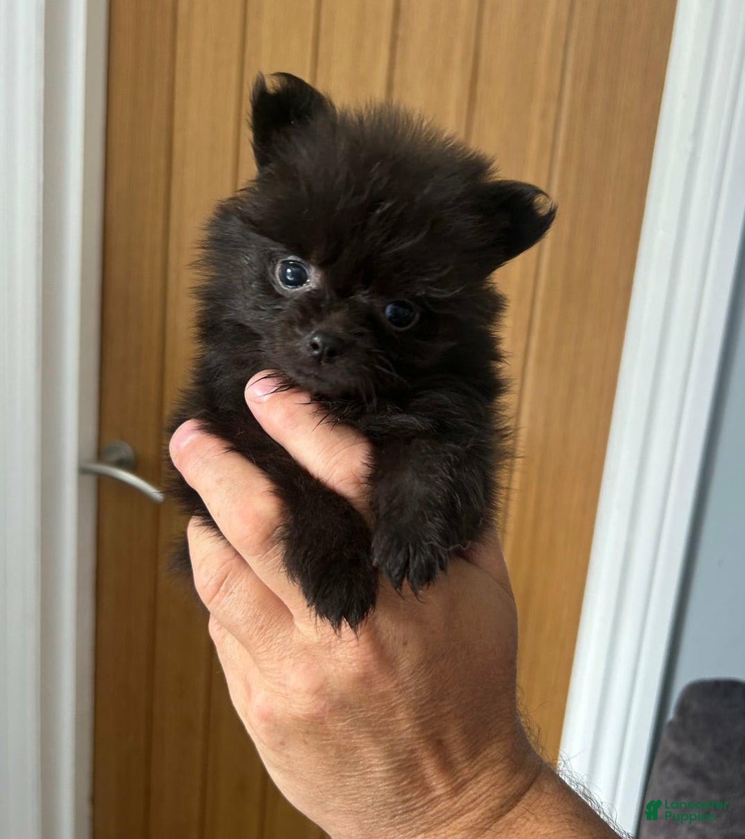 Pomeranian dogs for sale: Lorence - Image 1
