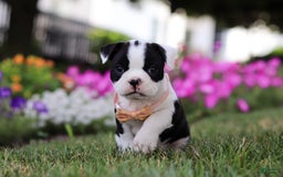 Boston Terrier dogs for sale: Sheila - Image 7