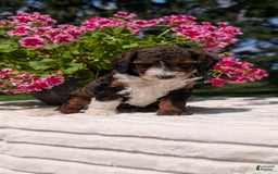 Mini Bernedoodle dogs for sale: Sabrina - Image 4