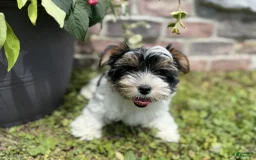 Yorkshire Terrier dogs for sale: Lexi - Image 2