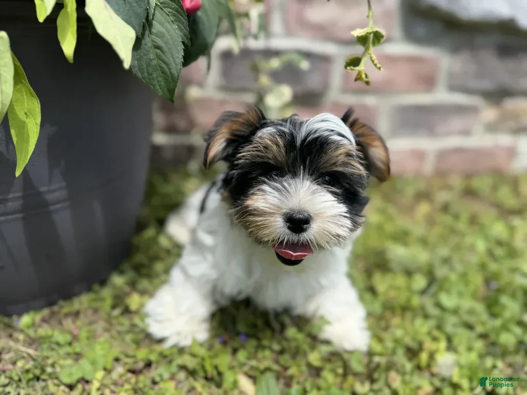 Yorkshire Terrier dogs for sale: Lexi - Image 2