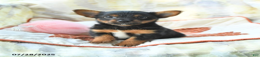 Tucker