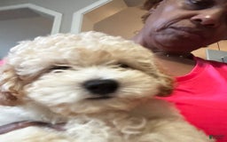 Maltipoo dogs for sale: Laren - Image 4