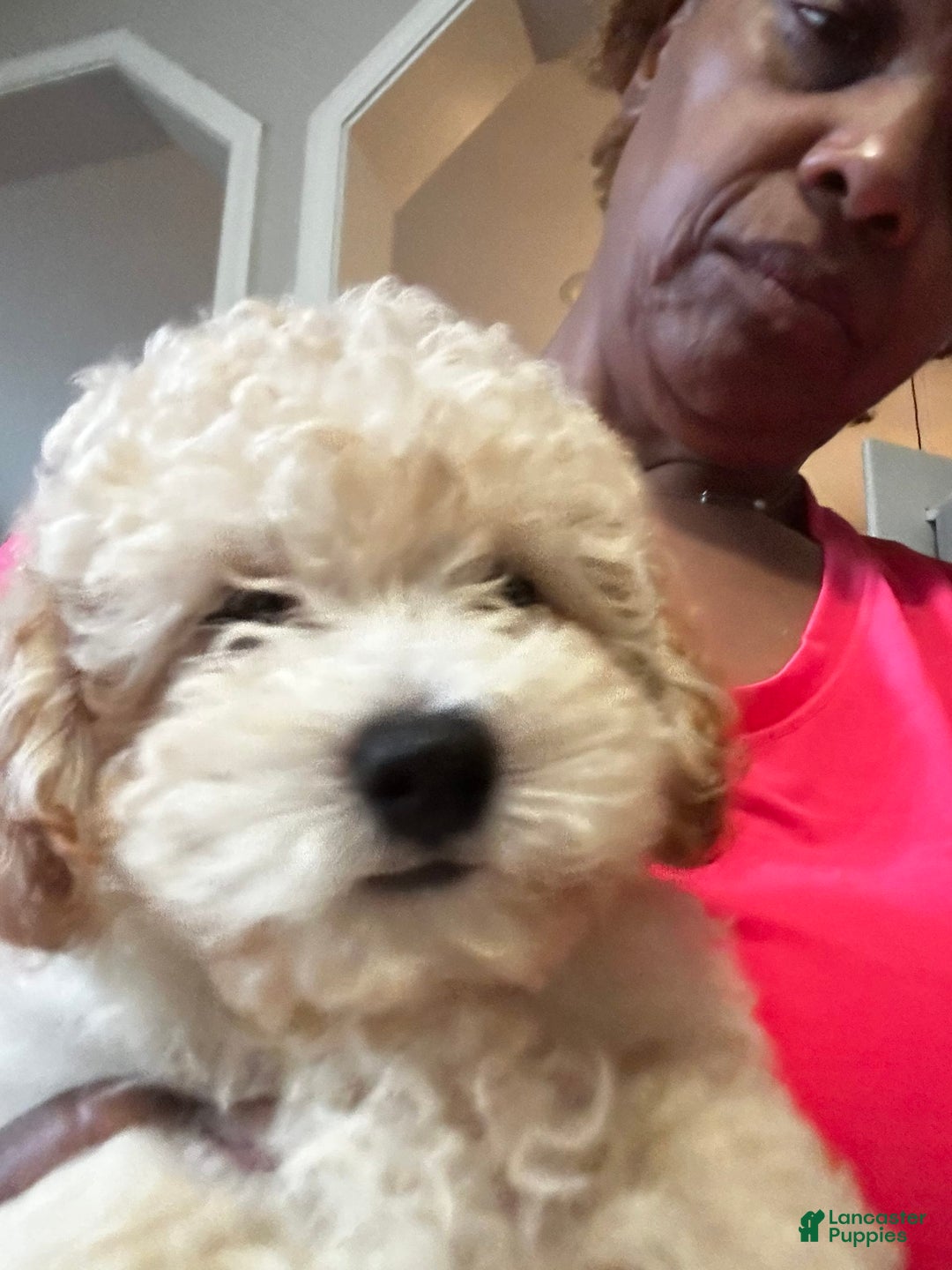 Maltipoo dogs for sale: Laren - Image 4