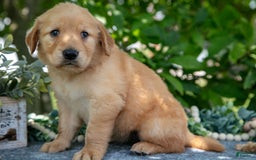 Golden Retriever dogs for sale: Lavender - Image 3