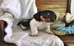 Miniature Dachshund dogs for sale: Tinker - Image 4