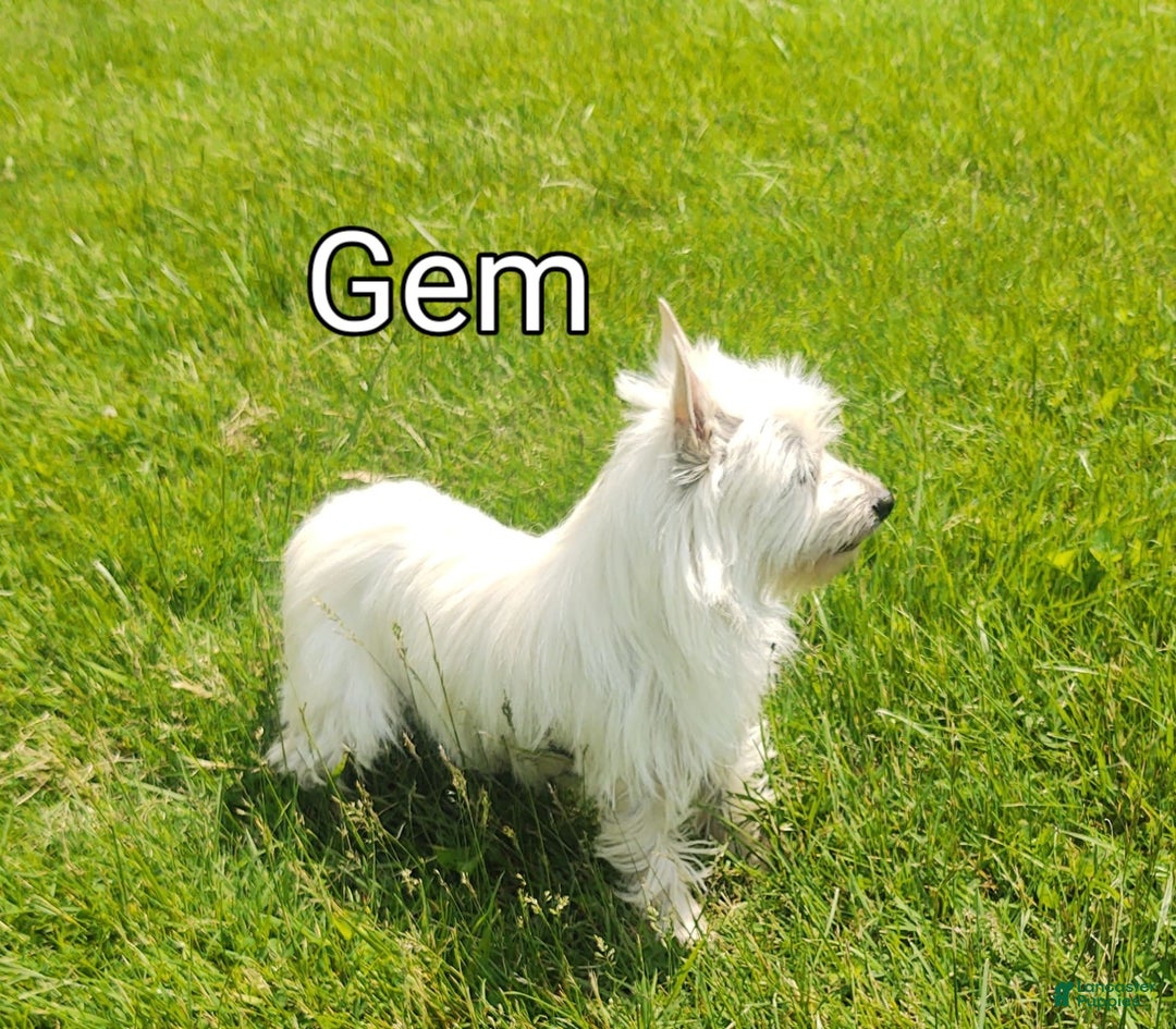 West Highland Terrier dogs for sale: Chip - Image 12
