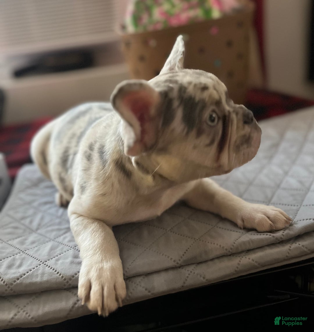 French Bulldog dogs for sale: Sky - Image 5