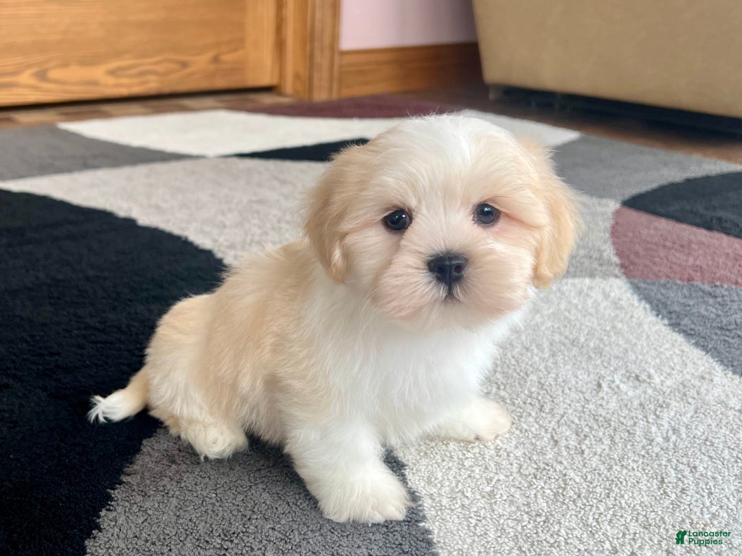 Lhasa Apso dogs for sale: Beau - Image 2