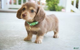 Miniature Dachshund dogs for sale: Forrest - Image 6
