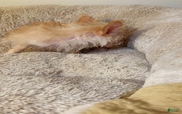 Yorkiepoo dogs for sale: Fin - Image 5