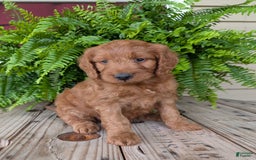 Goldendoodle dogs for sale: Ben - Image 26
