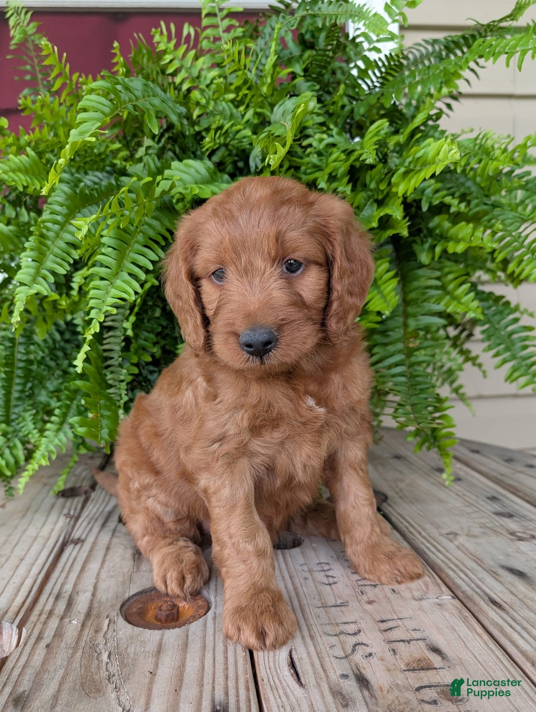 Goldendoodle dogs for sale: Ben - Image 26