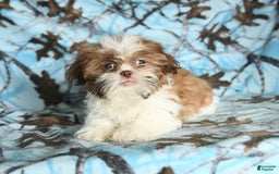 Shih Tzu dogs for sale: Charlie - Image 6