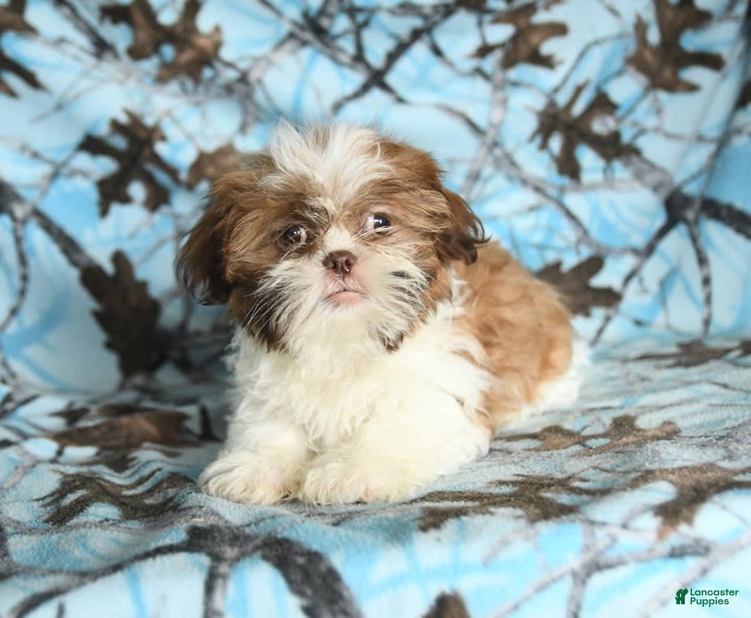 Shih Tzu dogs for sale: Charlie - Image 6