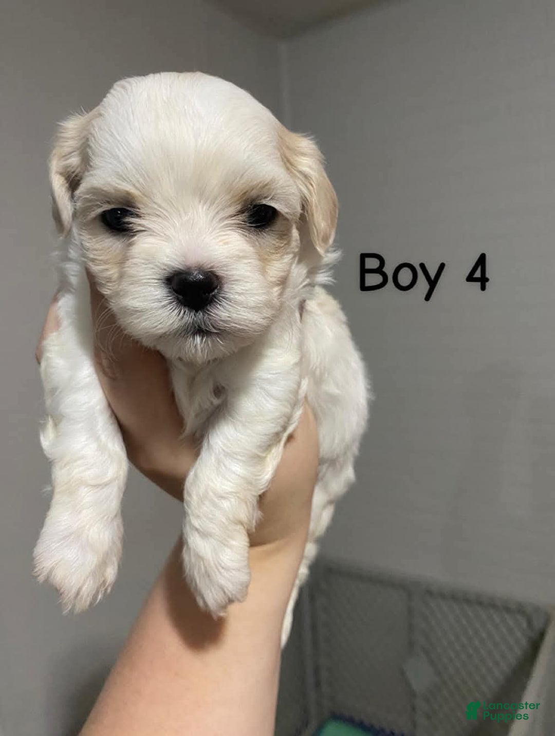 Cavapoo dogs for sale: Male 4 White With Tan - Image 4