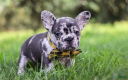 French Bulldog dogs for sale: Collin - Image 5