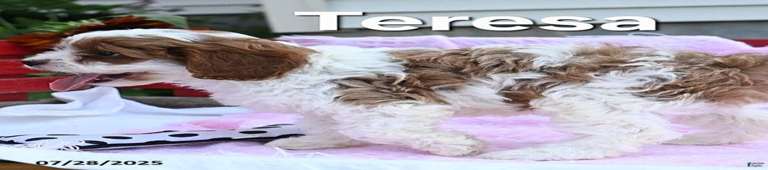 Teresa