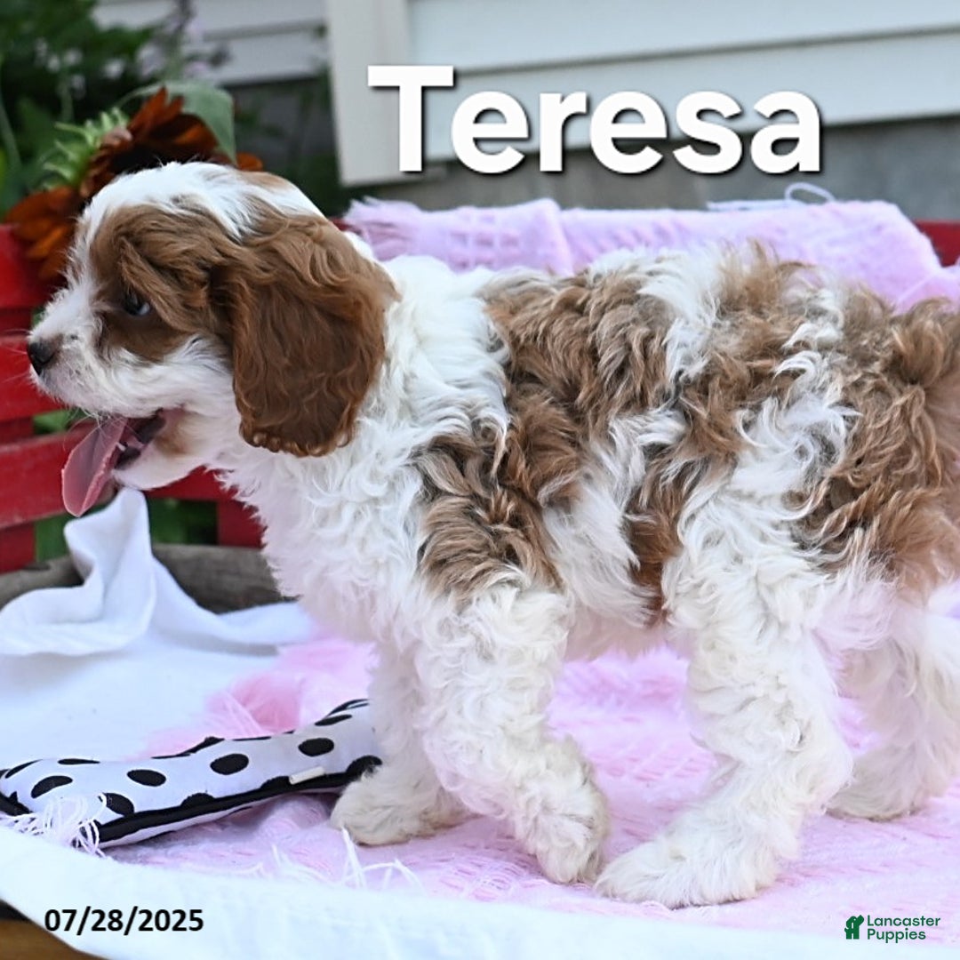 Cavapoo dogs for sale: Teresa - Image 3