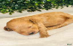 Miniature Poodle dogs for sale: Seven - Image 4
