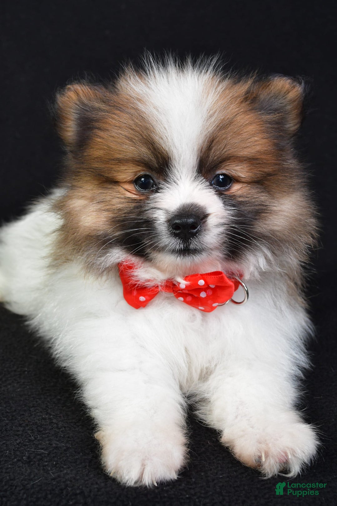 Pomeranian dogs for sale: Edger - Image 4