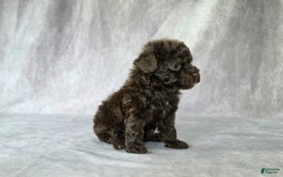 Toy Poodle dogs for sale: Uma - Image 3