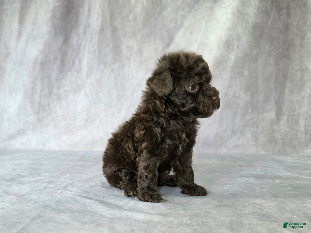 Toy Poodle dogs for sale: Uma - Image 3