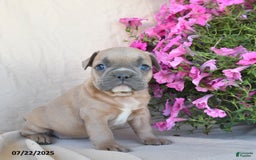 Frenchton dogs for sale: Foxy - Image 2