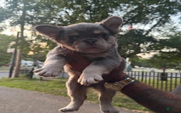 French Bulldog dogs for sale: Snoop - Image 1