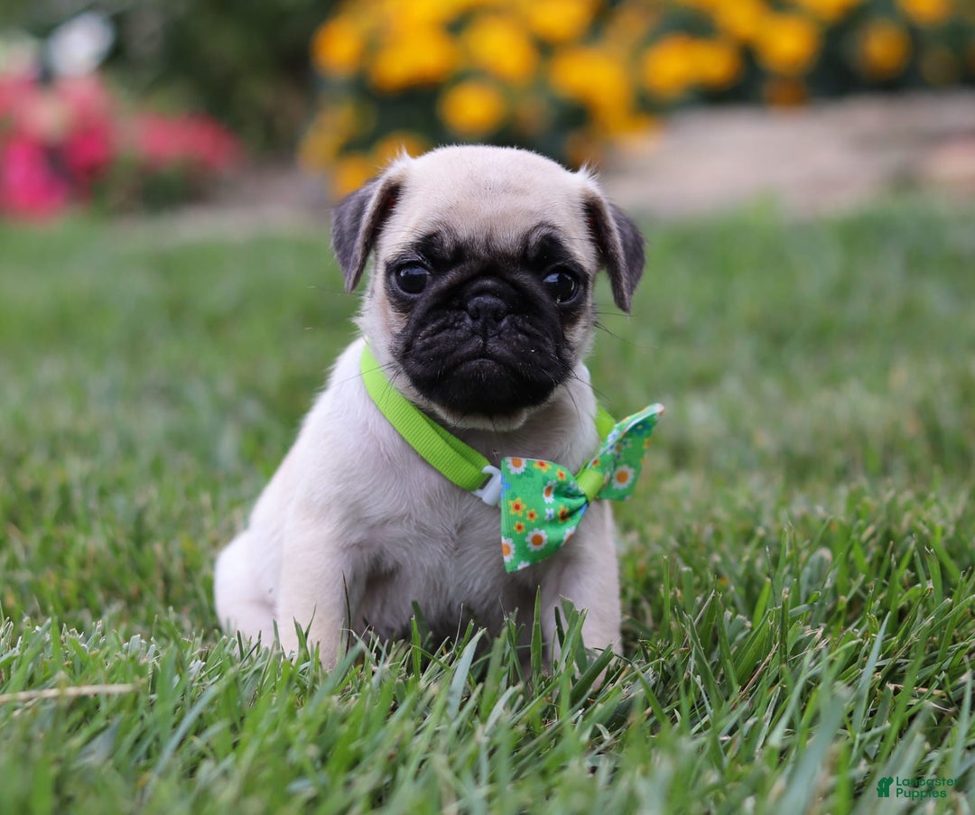 Pug dogs for sale: Ace - Image 4