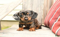 Miniature Dachshund dogs for sale: Darlene - Image 1