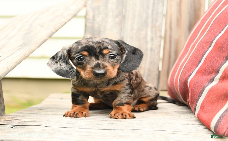 Miniature Dachshund dogs for sale - Ad 1