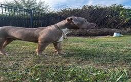 American Bully dogs for sale: Raine - Image 11
