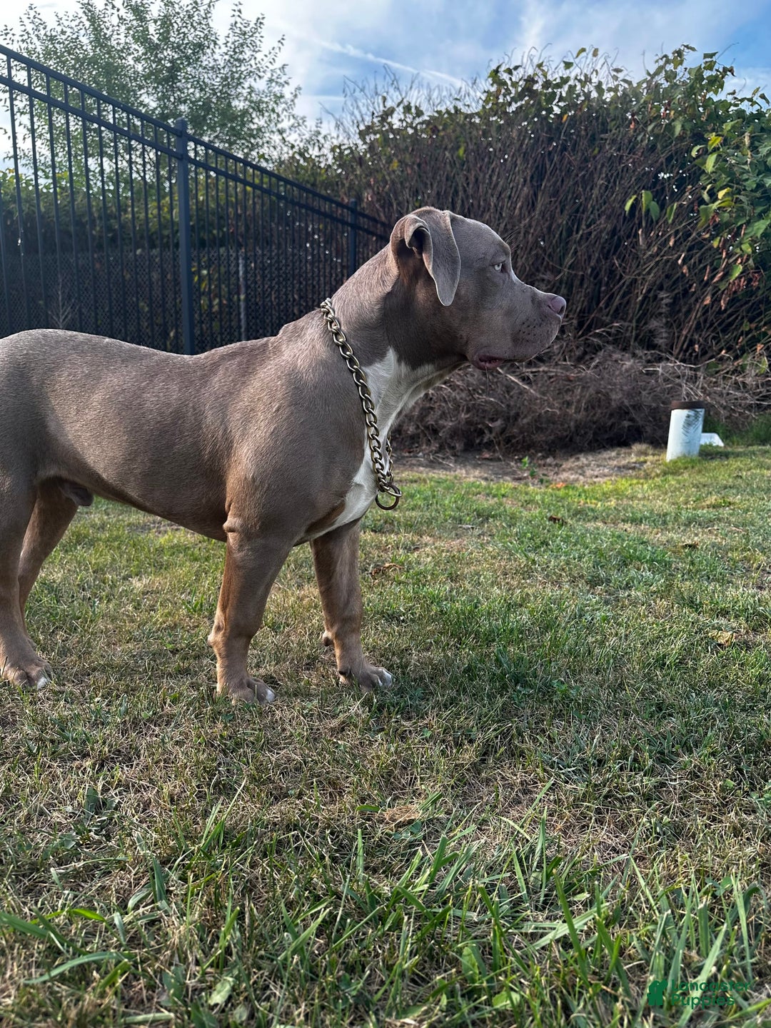 American Bully dogs for sale: Raine - Image 11