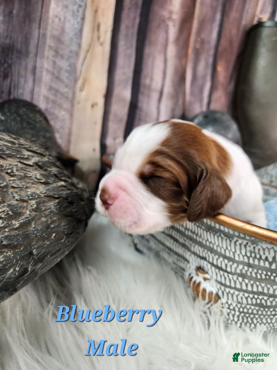 English Springer Spaniel dogs for sale: Blueberry - Image 1
