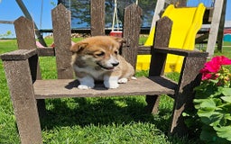 Welsh Corgi Pembroke dogs for sale: Chocolate - Image 5