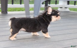 French Bulldog dogs for sale: Hay Wire - Image 4