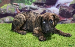 Catahoula Leopard Dog dogs for sale: Jesse 2025 Male 3 - Image 5