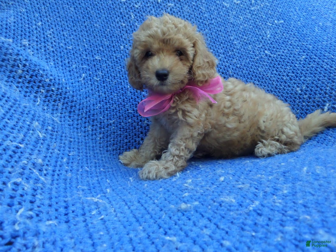 Toy Poodle dogs for sale: Mona - Image 1