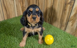 Cavalier King Charles Spaniel dogs for sale: Brin Girl 4 - Image 4
