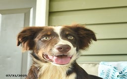 Australian Shepherd dogs for sale: Elvis - Image 8
