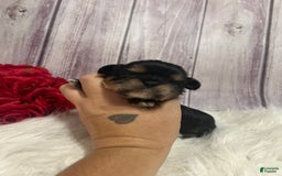 Shih Tzu dogs for sale: Tootles - Image 4