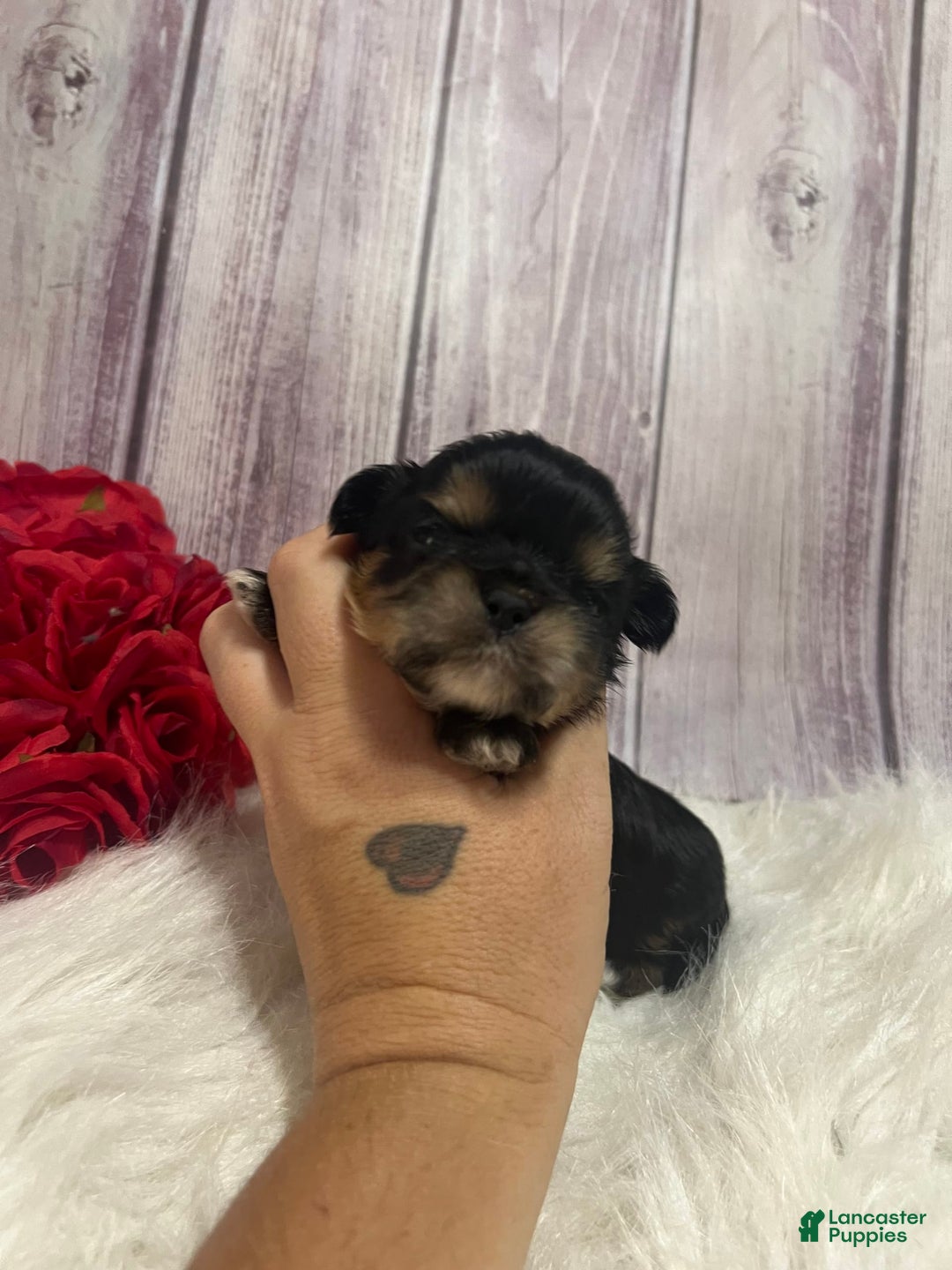 Shih Tzu dogs for sale: Tootles - Image 4
