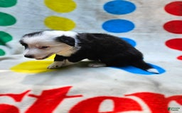Border Collie dogs for sale: Bear - Image 10