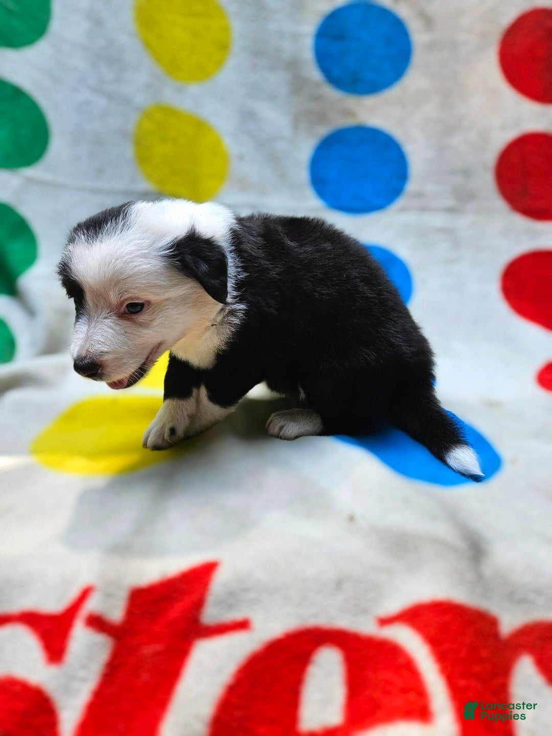 Border Collie dogs for sale: Bear - Image 10