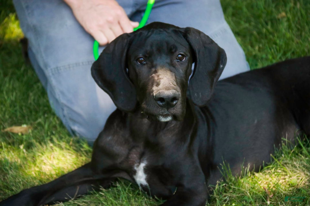 Great Dane dogs for sale: Selene - Image 8