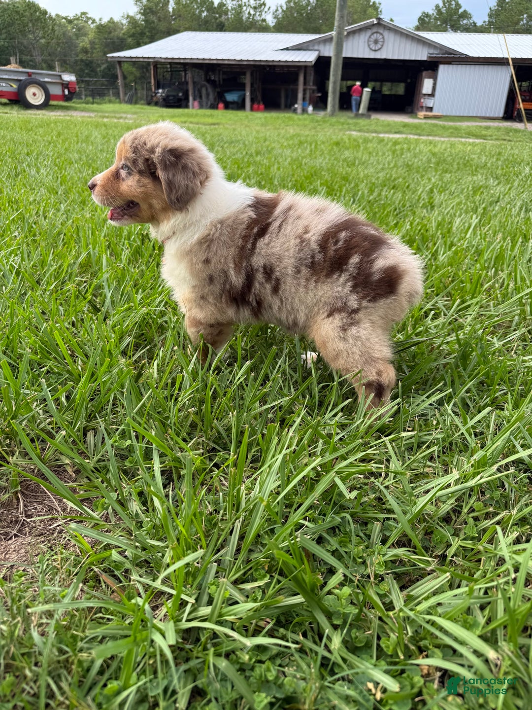 Australian Shepherd dogs for sale: L-orange - Image 8