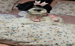 Cockapoo dogs for sale: Oreo - Image 2